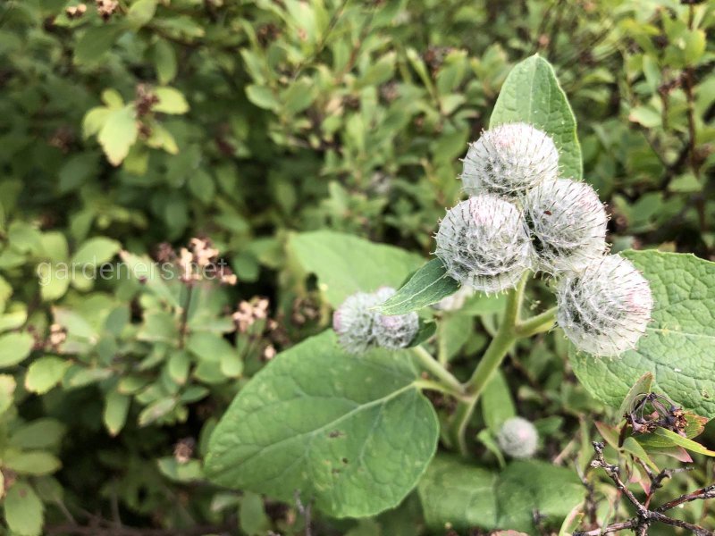Лопух малый (Arctium Minus)