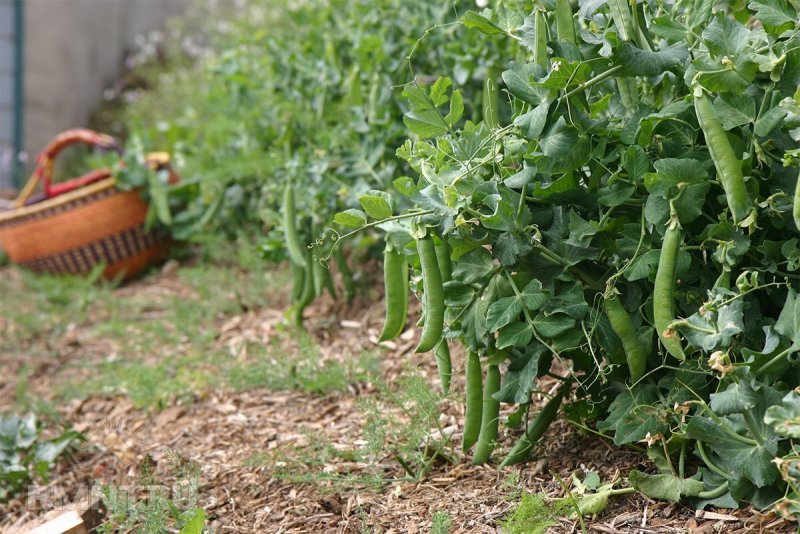 Горох кустовой
