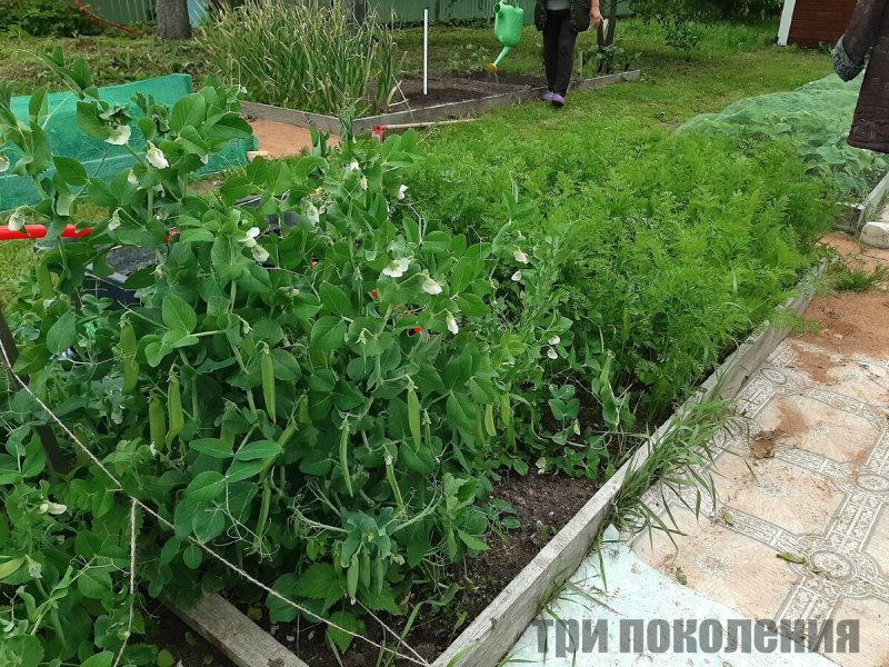 Морковь и горох на одной грядке