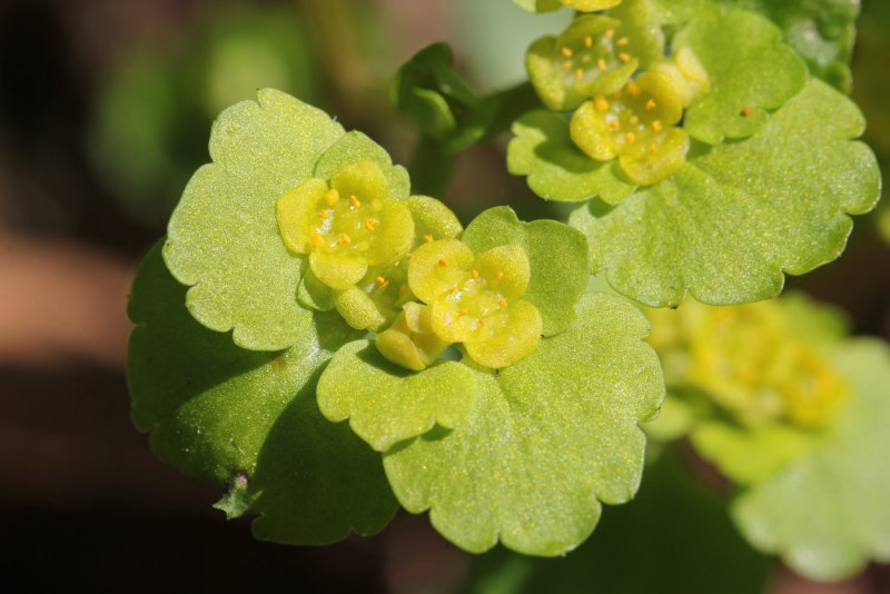 Chrysosplenium alternifolium