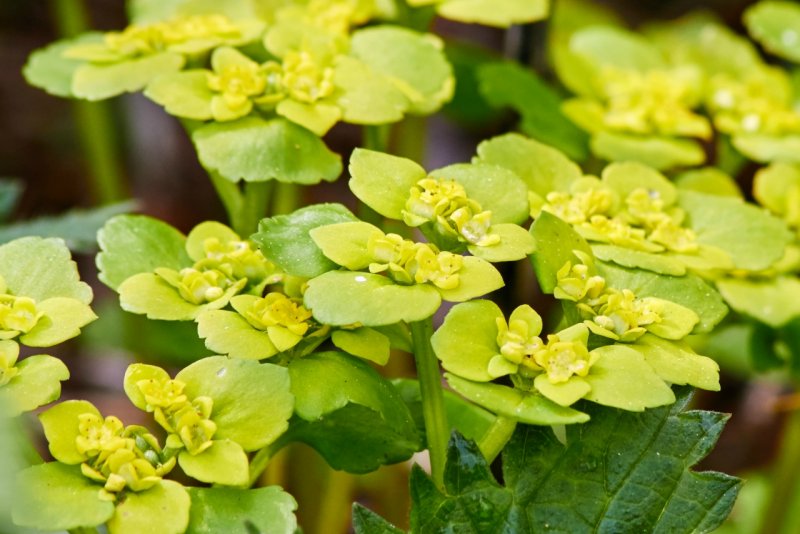 Chrysosplenium macrophyllum