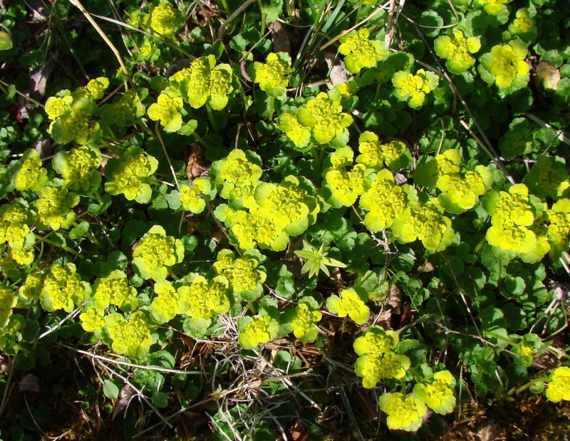 Chrysosplenium