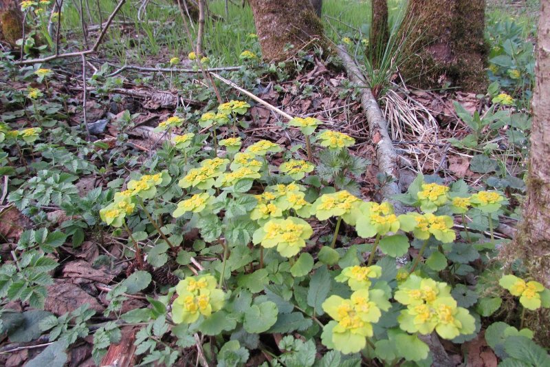 Chrysosplenium pilosum