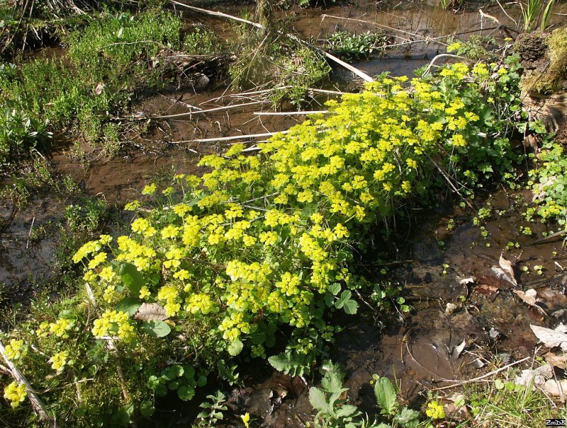 Chrysosplenium oppositifolium