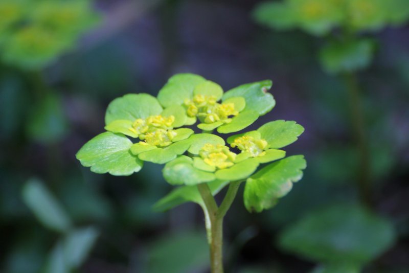 Chrysosplenium pilosum