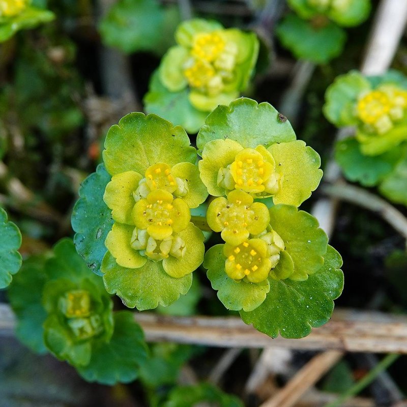 Chrysosplenium alternifolium