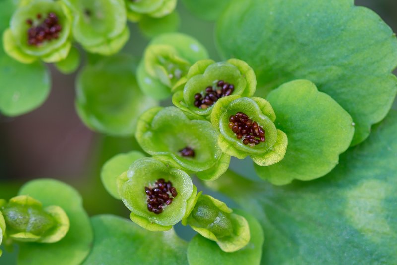 Chrysosplenium oppositifolium