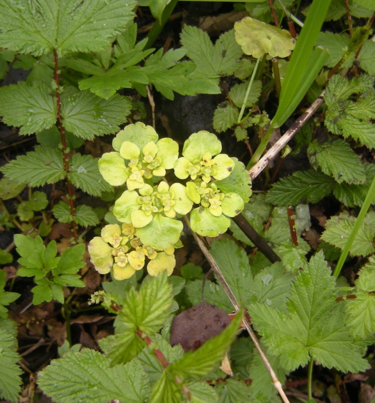 Chrysosplenium alpinum