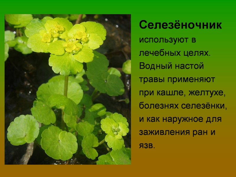 Chorispora bungeana