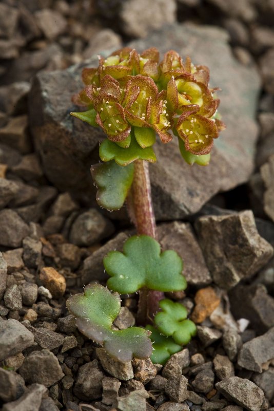 Chrysosplenium pilosum