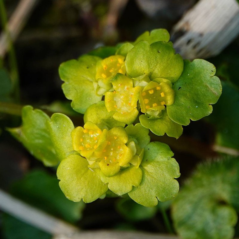 Chrysosplenium alternifolium