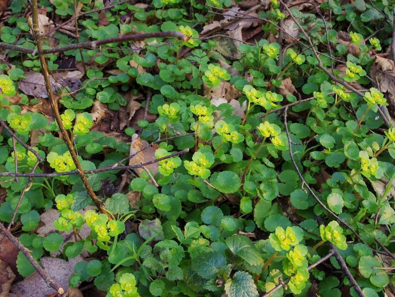 Chrysosplenium pilosum