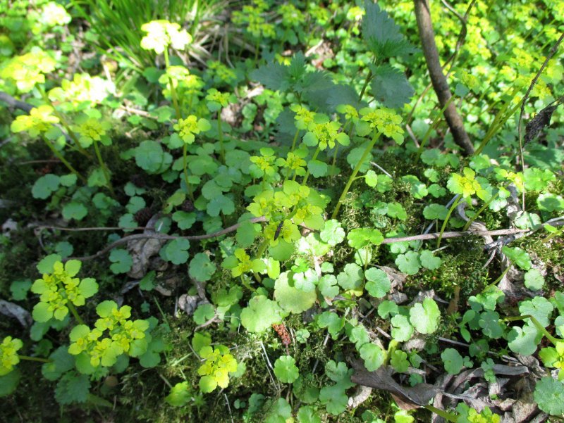 Chrysosplenium macrophyllum