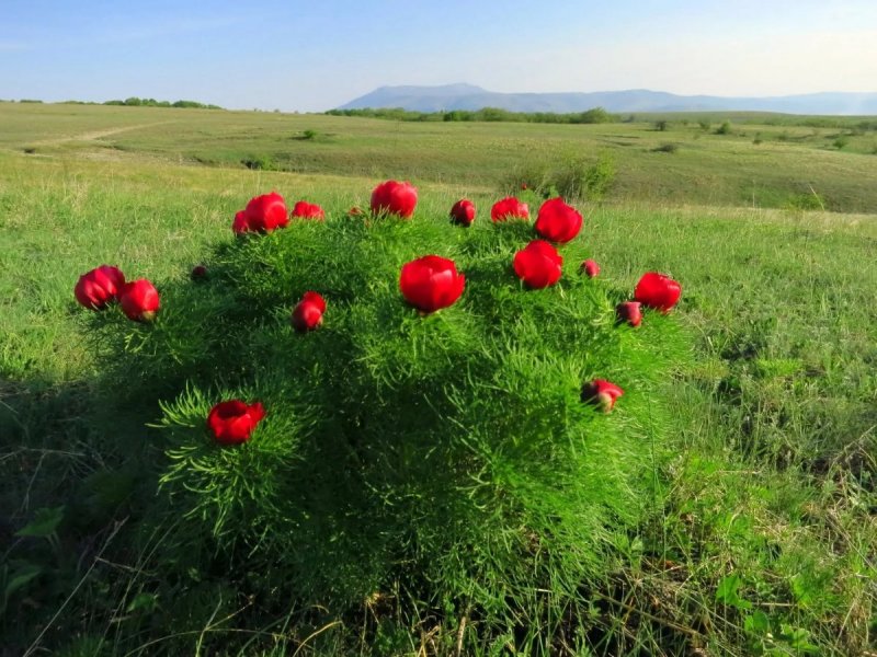 Лохмачи цветы на полях в Ставрополе
