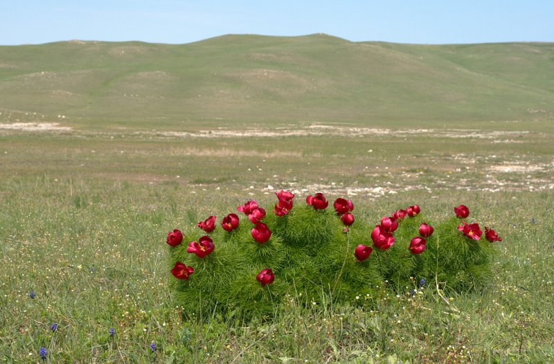 Красная балка Крым пионы