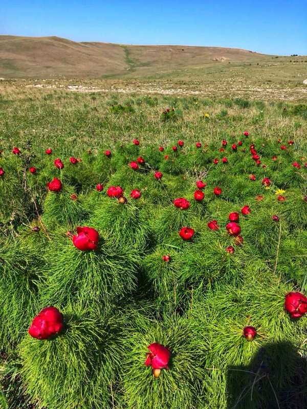 Пион тонколистный (ООПТ)