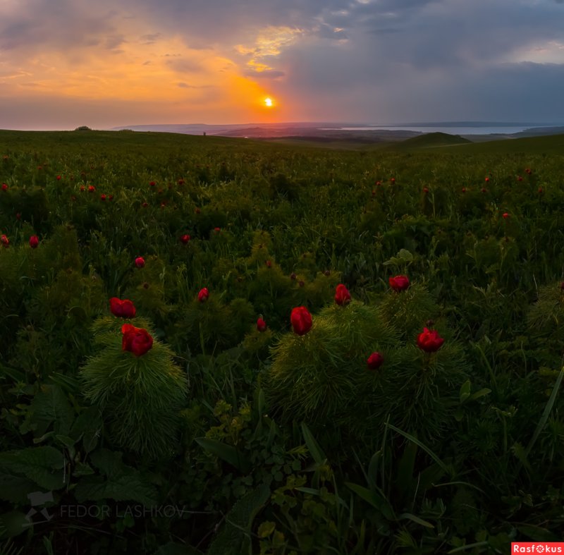 Пион Степной купить