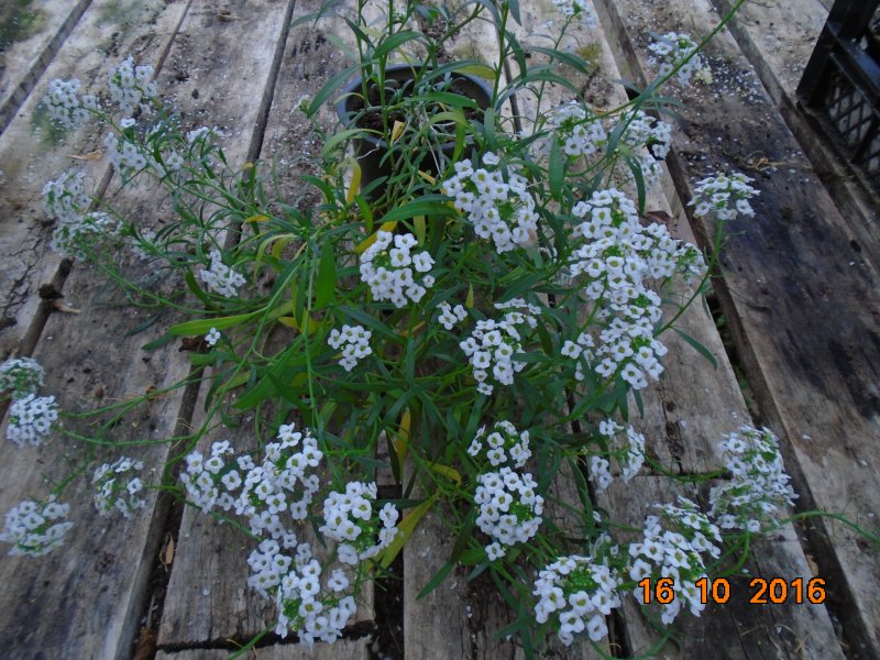 Алиссум горный (Alyssum montanum