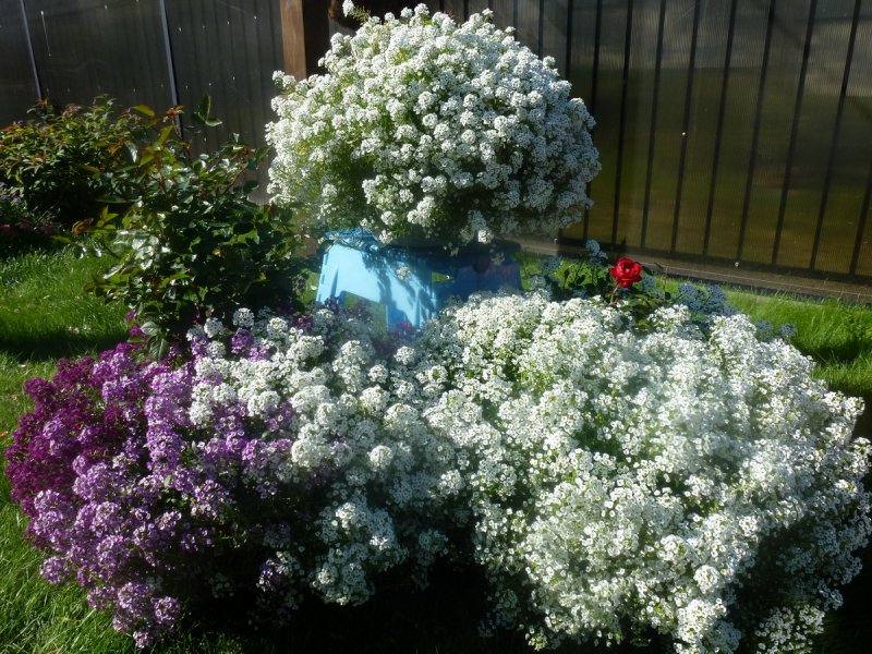 Алиссум Lucia Purple