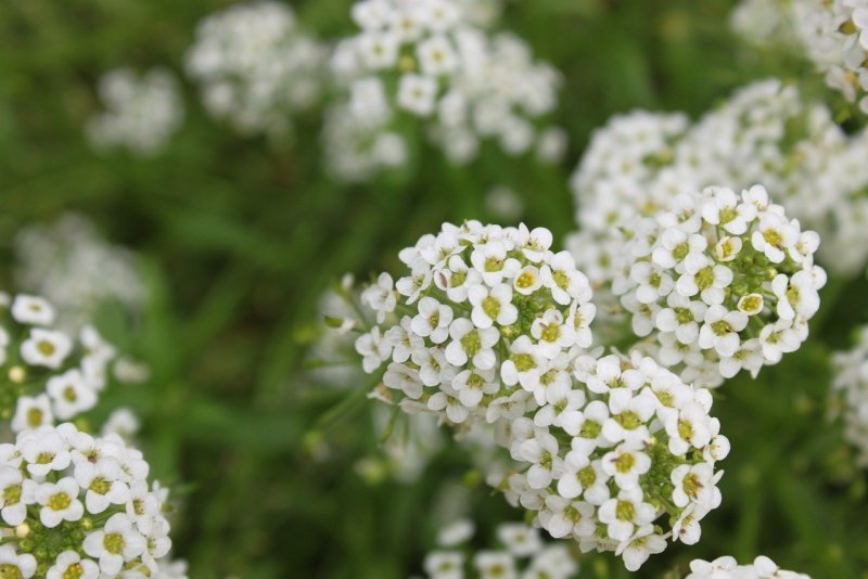 Алиссум Lobularia maritima