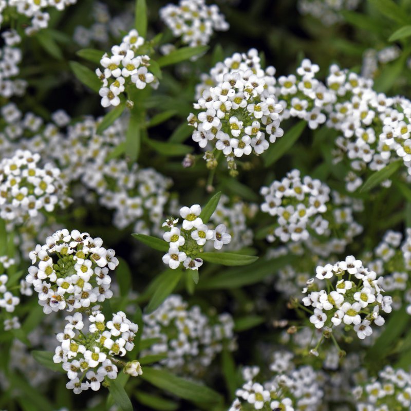 Алиссум / Alyssum