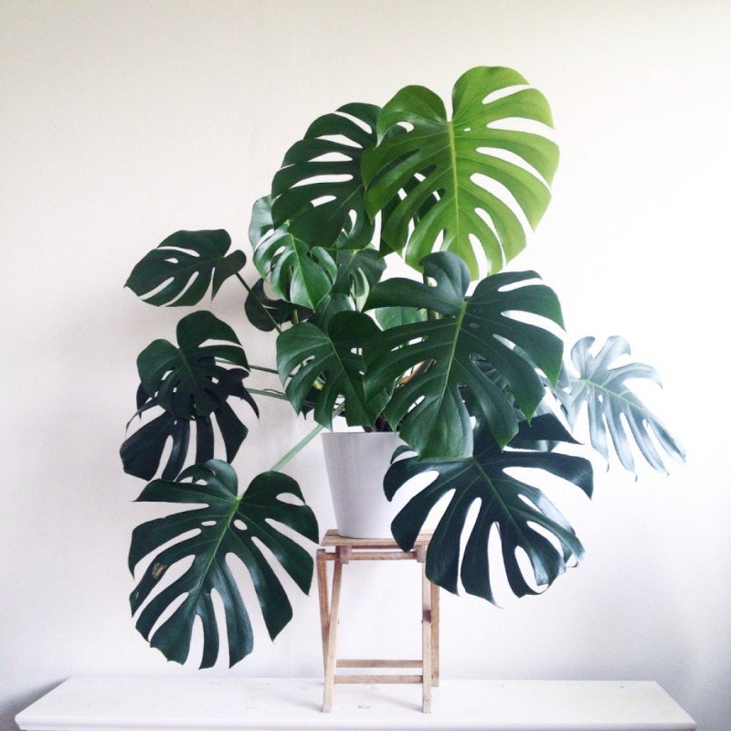 Монстера деликатесная (Monstera deliciosa)