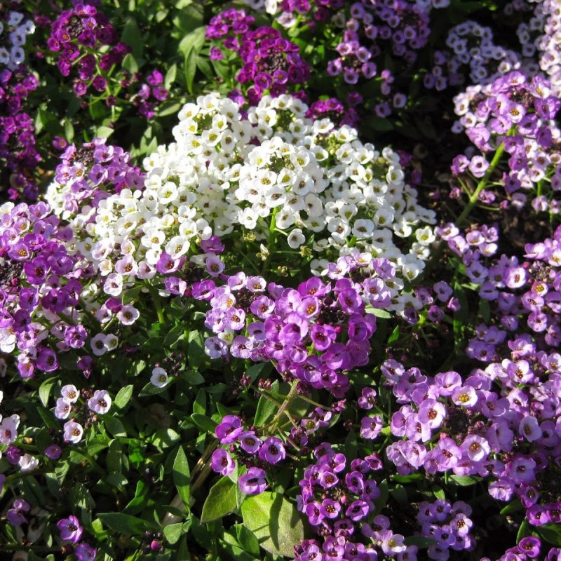 Алиссум морской (Lobularia maritima) North face White