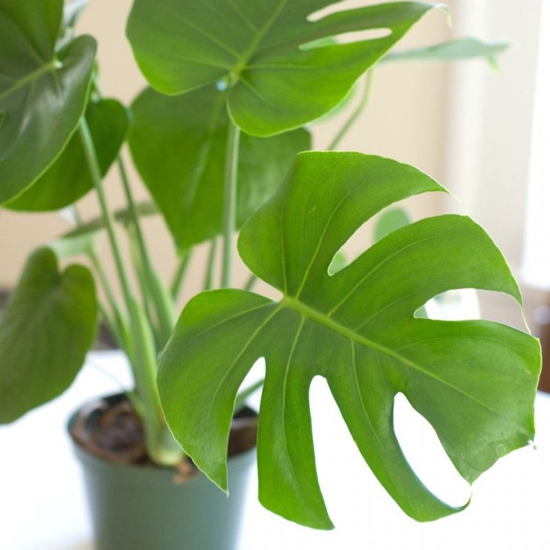 Монстера Делициоза (Monstera deliciosa)