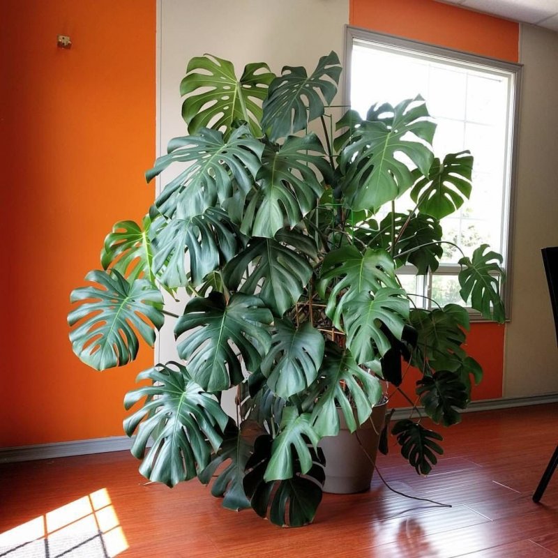Монстера деликатесная (Monstera deliciosa)