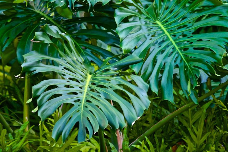 Монстера Делициоза (Monstera deliciosa)