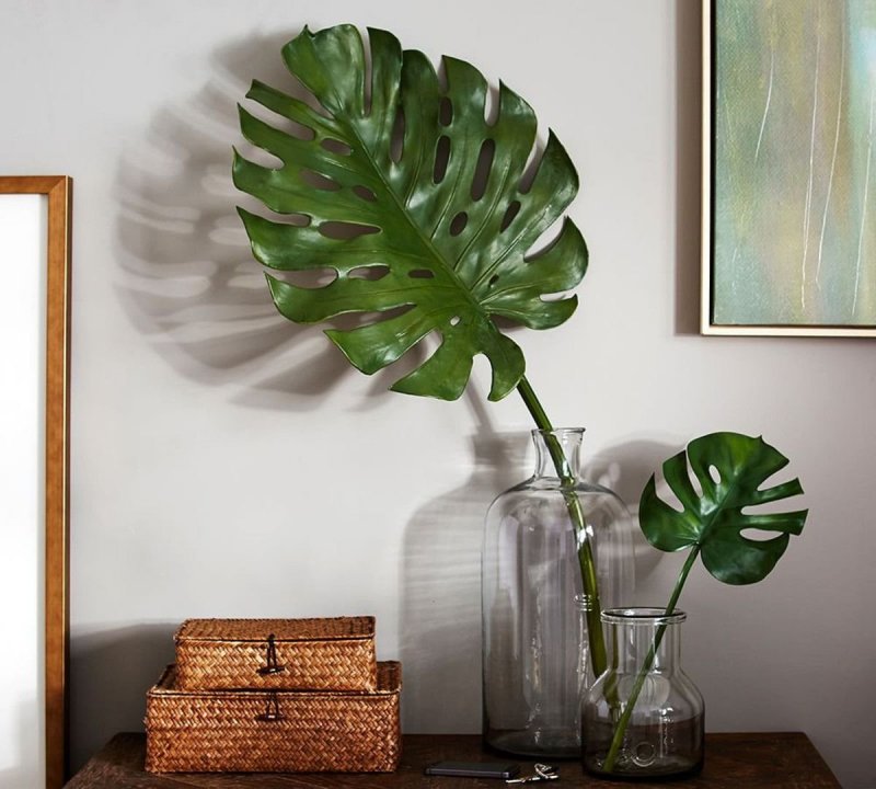 Монстера деликатесная (Monstera deliciosa)
