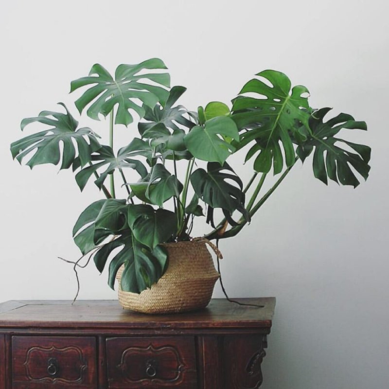 Монстера Делициоза (Monstera deliciosa)