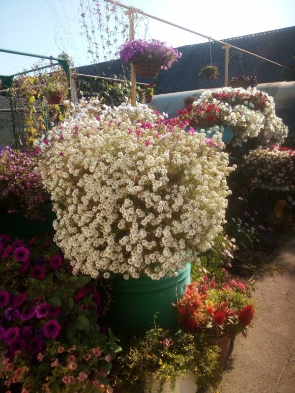 Лобулярия ароматный,