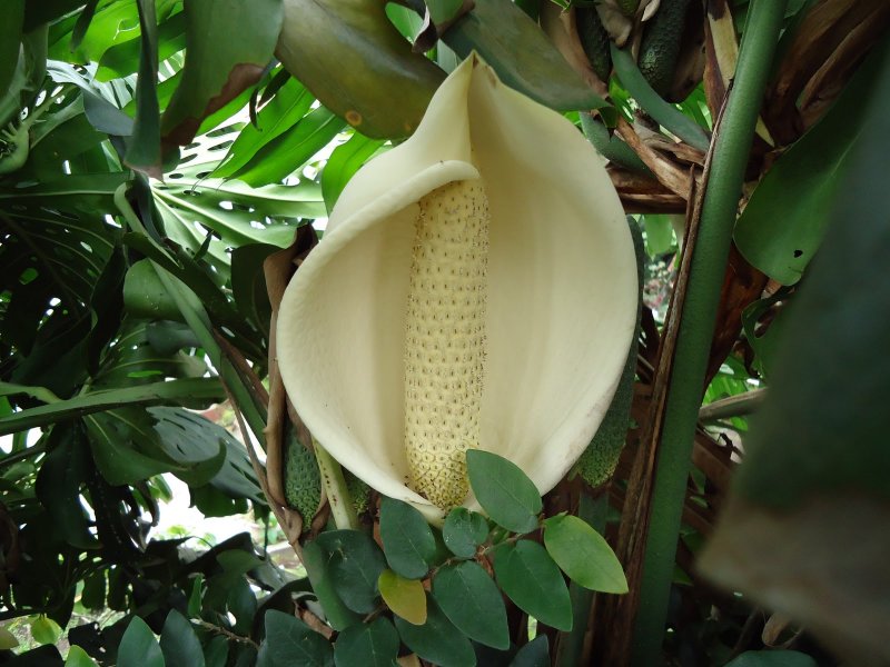 Монстера Делициоза (Monstera deliciosa)