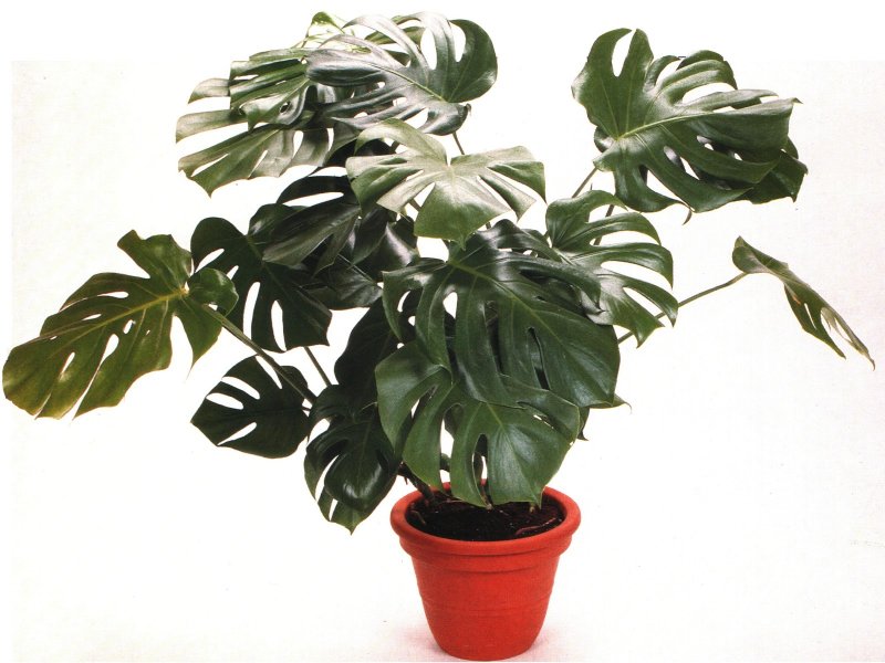 Монстера деликатесная (Monstera deliciosa)