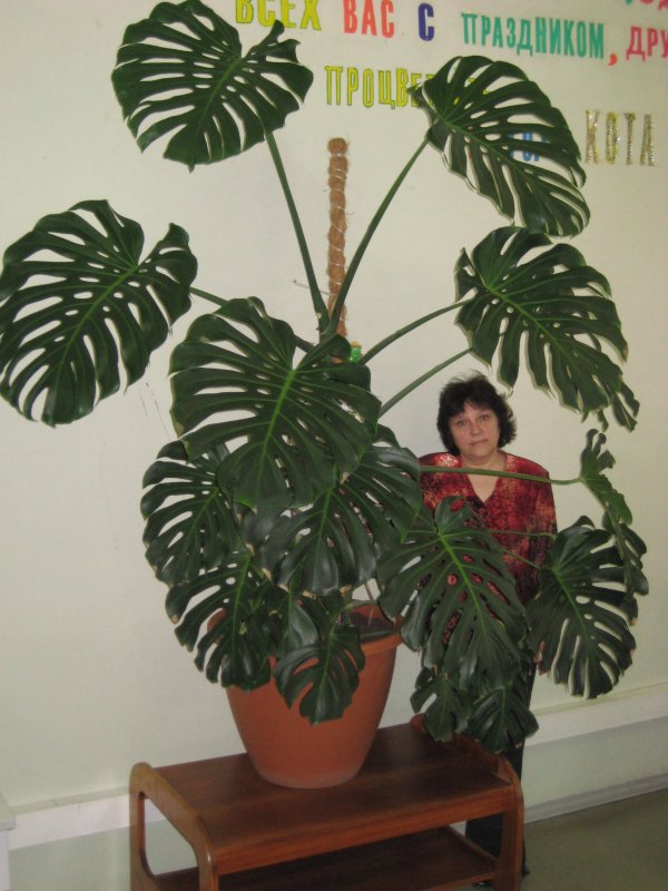 Монстера Адансона Monstera adansonii