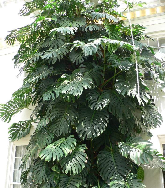 Монстера Делициоза (Monstera deliciosa)