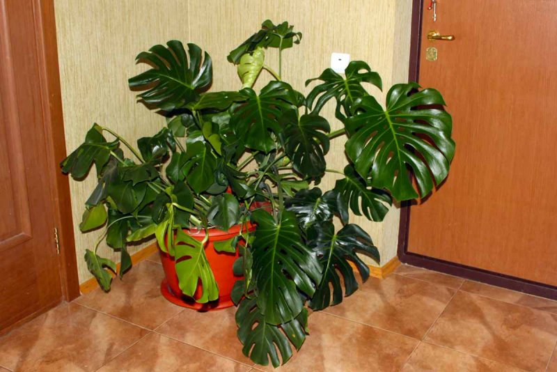 Монстера Делициоза (Monstera deliciosa)