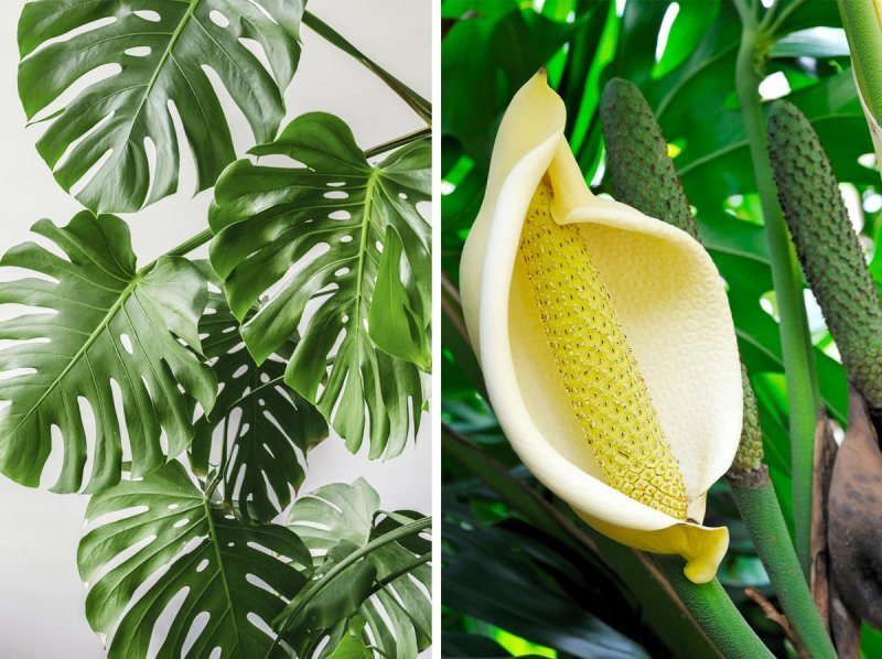 Монстера Делициоза (Monstera deliciosa)