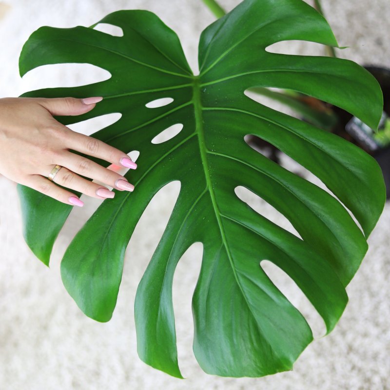 Монстера Делициоза (Monstera deliciosa)