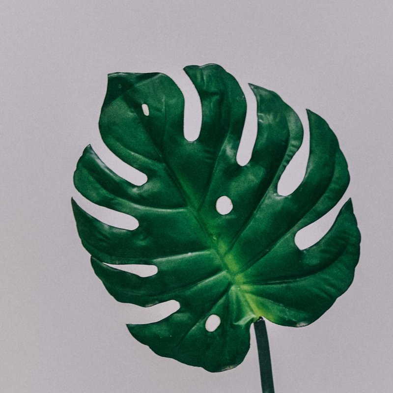 Монстера Делициоза (Monstera deliciosa)