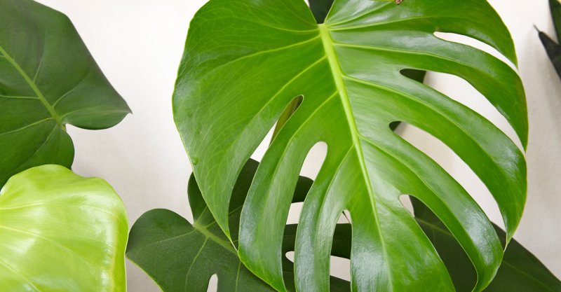 Question what do you do with broken Monstera leaves