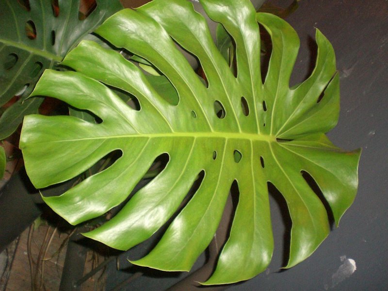 Монстера деликатесная (Monstera deliciosa)