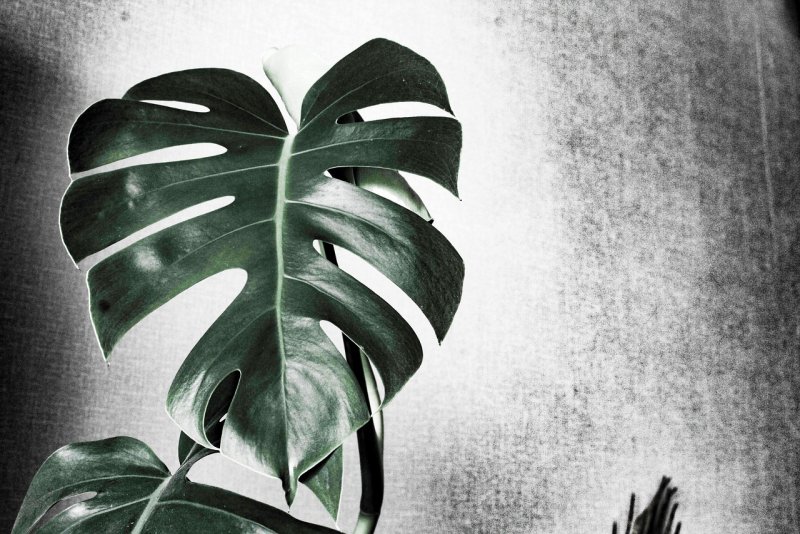 Monstera Leaf
