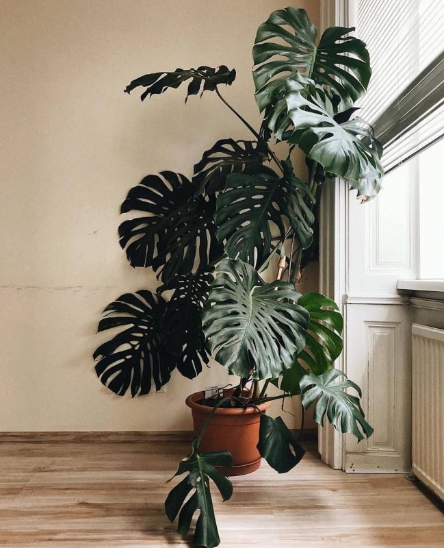 Monstera pinnatipartita/монстера пиннатипартита