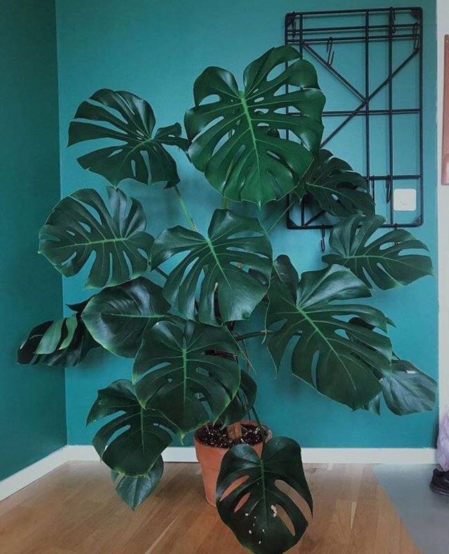 Монстера деликатесная (Monstera deliciosa)