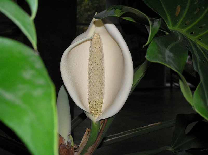 Монстера Делициоза (Monstera deliciosa)