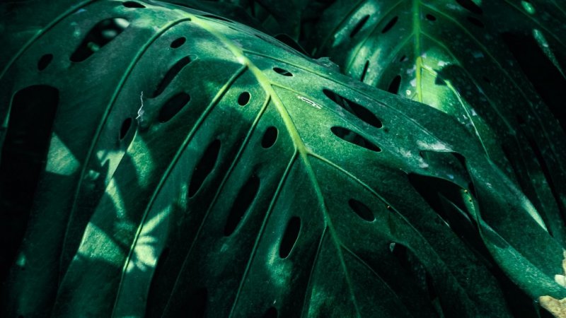 Монстера Адансона Monstera adansonii