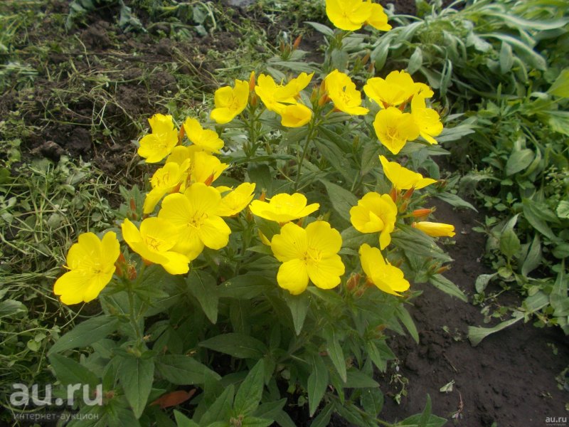 Энотера Oenothera speciosa Siskiyou Pink
