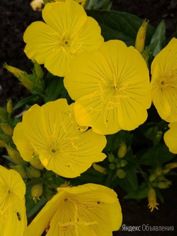 Oenothera biennis гифка как цветок распускается